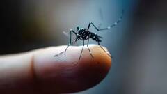 Dengue Disease: જો તમને સતત બીજી વખત ડેન્ગ્યુ થાય તો શું તેનાથી મૃત્યુનું જોખમ વધે છે?