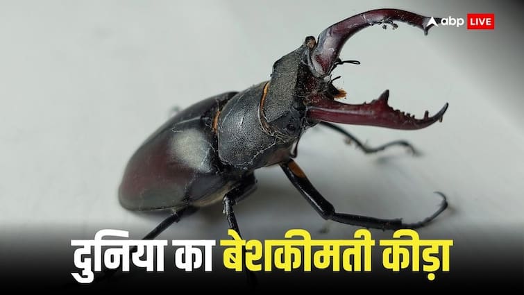 Stag beetle is world rarest insect one insect costs Rs 75 lakh people keep it in their homes World Rarest Insect: दुनिया का दुर्लभ स्टैग बीटल कीट, एक कीड़े की कीमत 75 लाख, घरों में रखते हैं लोग 