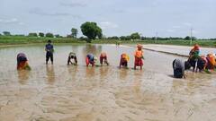 100 से 120 दिन में कैसे मिलते है धान के बदले चावल? किसानों ने सिखाए खेती के गुर