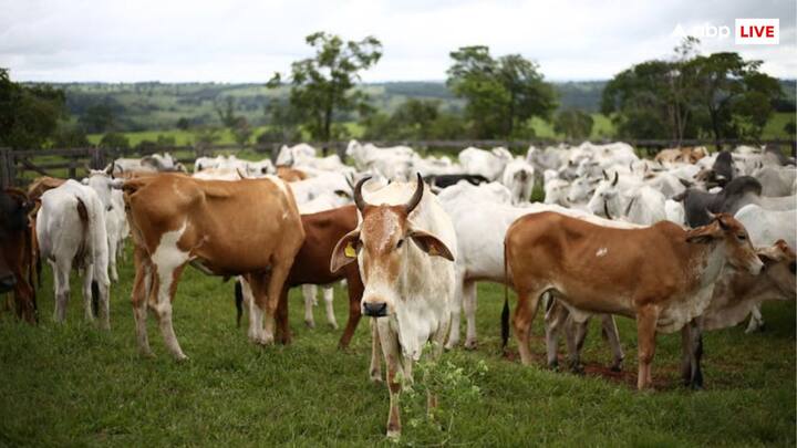 Cow Appreciation Day: गाय एक पवित्र जानवर है जिसके कई उपयोग होते हैं, जिसे कई देशों में पवित्र और पूज्यनीय भी माना जाता है.