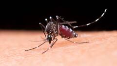 Dengue Symptoms: डेंगू के ये हैं पांच बड़े लक्षण, दिखते ही तुरंत भागें हॉस्पिटल