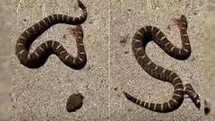 OMG: સાપનું શરીરથી કપાઇને માથુ થઇ ગયું અલગ, જો કે એ બાદ જે થયું જોઇને વિશ્વાસ નહિ આવે