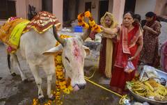 શું શહેરમાં પણ પાળી શકાય છે ગાય-ભેંસ, જાણો કયા નિયમોનું કરવું પડે છે પાલન?