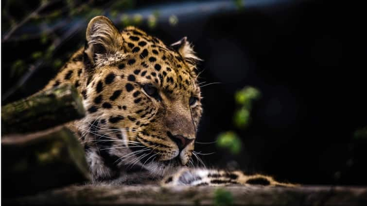 Karnataka: Villagers Kill Leopard That Injured 4 People In Raichur District Karnataka: Villagers Kill Leopard That Injured 4 People In Raichur District