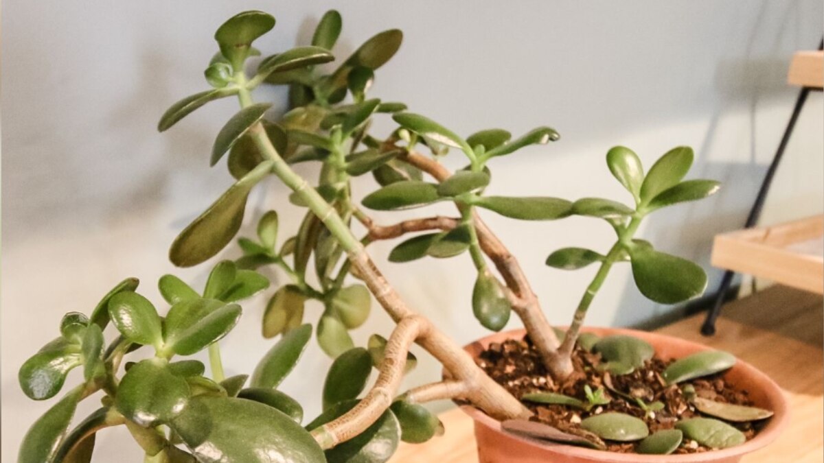 6 Easy To Maintain Indoor Plants That Can Elevate The Look And Feel Of Your Home