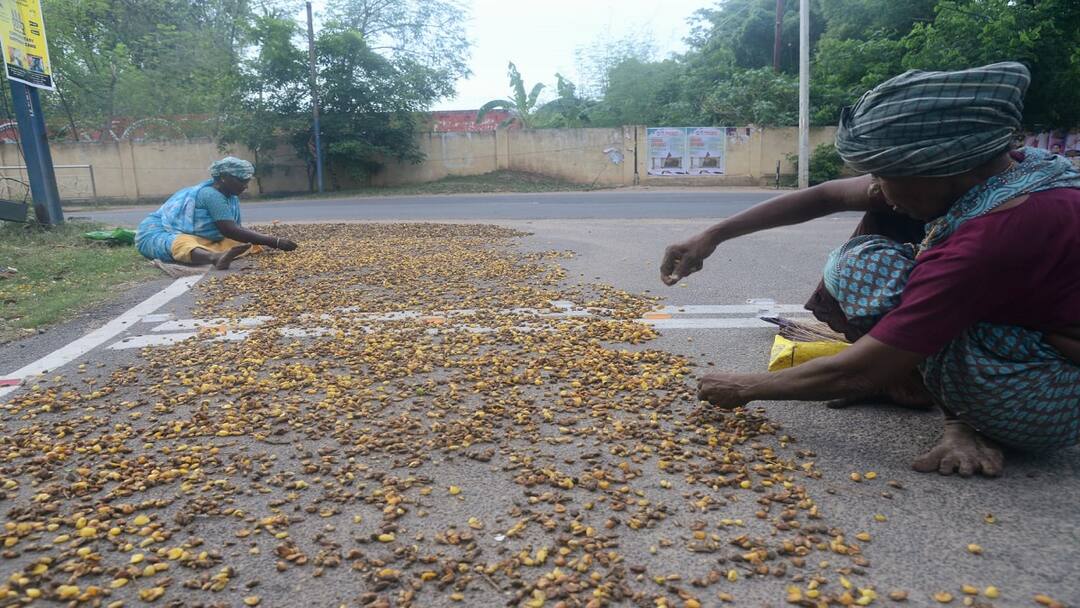 அதோ அங்க... இதோ இங்க...: வேப்பமுத்துக்களை சேகரிப்பதில் அதிக ஆர்வம் காட்டும் பெண்கள்!!!