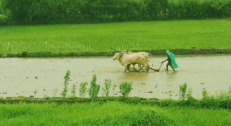 Maharashtra Rain Update news heavy rain warning has been given by pune imd maharashtra monsoon news orange alert yellow alert konkan maharashtra marathi news Maharashtra Rain Update : सावधान! पुढील तीन दिवस पुण्यासह महाराष्ट्रात दमदार पावसाची शक्यता; हवामान विभागाचा अंदाज काय?