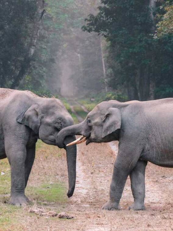 ये हैं दुनिया का सबसे खतरनाक जानवर