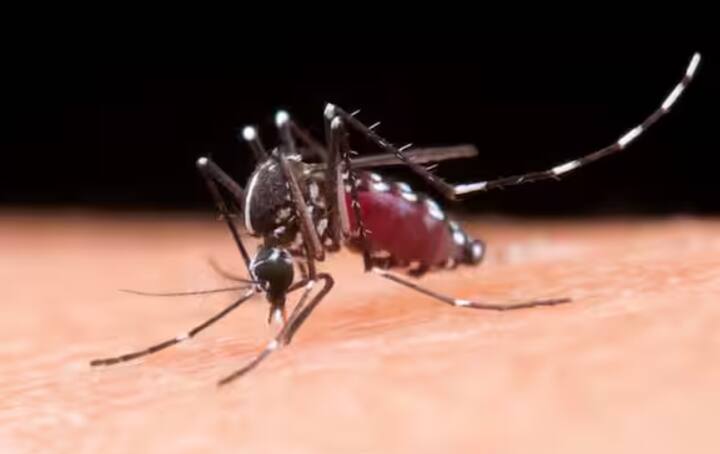 ਡੇਂਗੂ ਇੱਕ ਵਾਇਰਲ ਇਨਫੈਕਸ਼ਨ ਹੈ। ਜੋ ਕਿ ਏਡੀਜ਼ ਮੱਛਰ ਦੇ ਕੱਟਣ ਨਾਲ ਹੁੰਦਾ ਹੈ। ਡੇਂਗੂ ਵਿੱਚ ਬਹੁਤ ਤੇਜ਼ ਬੁਖਾਰ ਹੁੰਦਾ ਹੈ। ਇਸ ਕਰਕੇ ਪੂਰੇ ਸਰੀਰ 'ਚ ਦਰਦ ਹੋਣਾ ਸ਼ੁਰੂ ਹੋ ਜਾਂਦਾ ਹੈ। ਜੇਕਰ ਕਿਸੇ ਵਿਅਕਤੀ ਨੂੰ ਬੁਖਾਰ ਦੇ ਨਾਲ-ਨਾਲ ਸਰੀਰ ਵਿੱਚ ਦਰਦ, ਉਲਟੀਆਂ, ਪੇਟ ਦਰਦ ਅਤੇ ਮਾਸਪੇਸ਼ੀਆਂ ਵਿੱਚ ਦਰਦ ਦੀ ਸ਼ਿਕਾਇਤ ਹੁੰਦੀ ਹੈ ਤਾਂ ਇਹ ਡੇਂਗੂ ਦੇ ਗੰਭੀਰ ਲੱਛਣ ਹੋ ਸਕਦੇ ਹਨ ਅਤੇ ਤੁਹਾਨੂੰ ਹਸਪਤਾਲ ਜਾਣਾ ਚਾਹੀਦਾ ਹੈ।