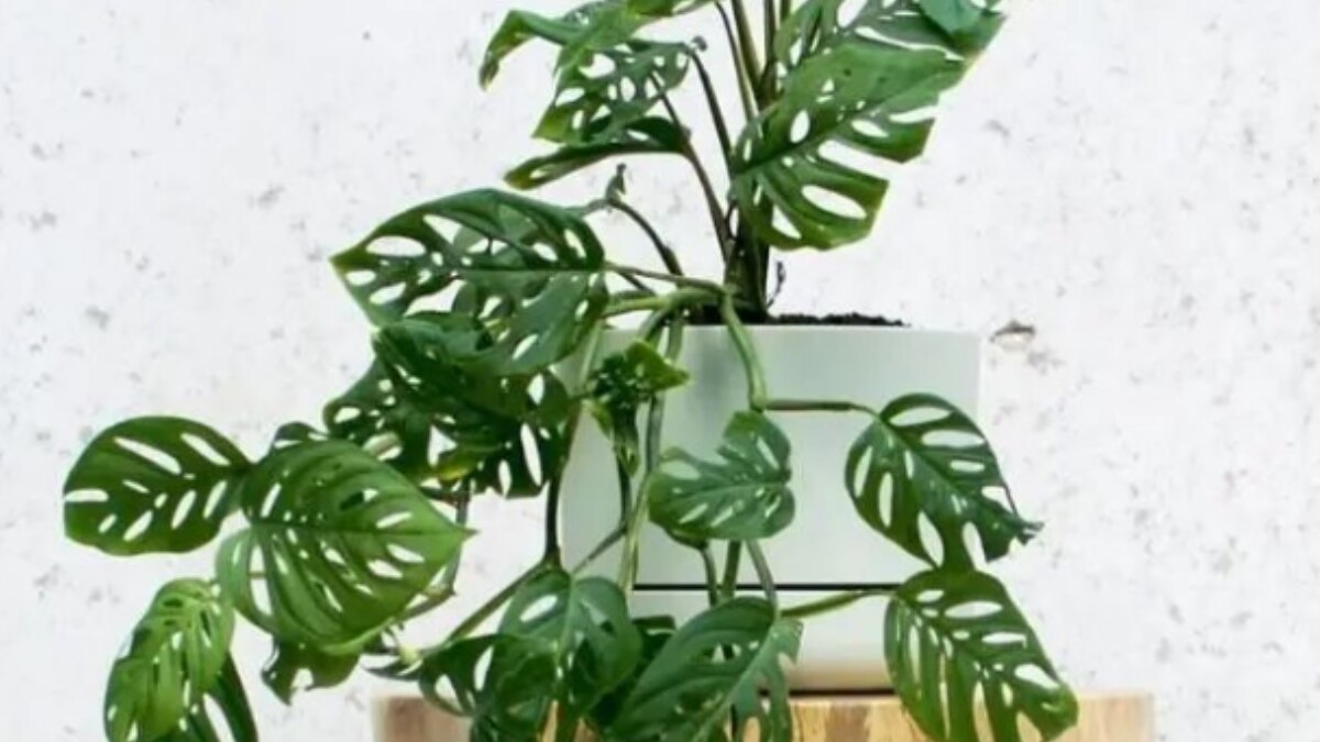 6 Easy To Maintain Indoor Plants That Can Elevate The Look And Feel Of Your Home