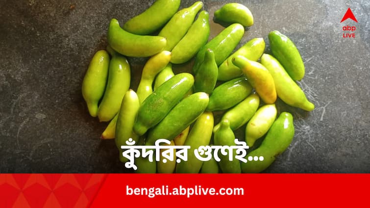 Ivy Gourd Kudri Top 6 Benefits In Sugar Nerve And Heart Health Ivy Gourd Kudri Benefits: ক্লান্তি, দুর্বলতা দূর করে নিমেষে, কুঁদরির গুণে সারে এইসব রোগও!