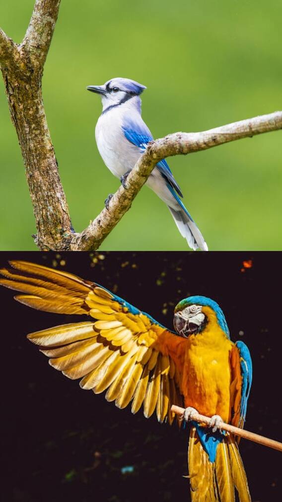 இந்தியாவில் உள்ள சிறந்த பறவைகள் சரணாலயம்