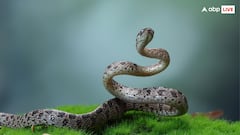 भारत में पाया जाता है धरती का सबसे लंबा सांप, नाम सुनते ही उड़ जाएंगे होश