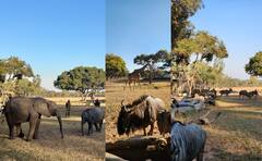 Photo: क्रिकेट छोड़कर जंगल में घूमने निकली टीम इंडिया, जिम्बाब्वे दौरे हाथियों से हुआ सामना