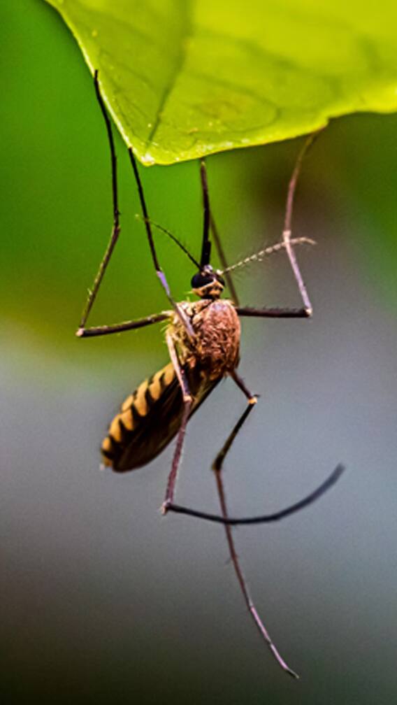 पावसाळ्यात घ्या काळजी, डेंग्यू शिवायया आजारांचा आहे धोका!