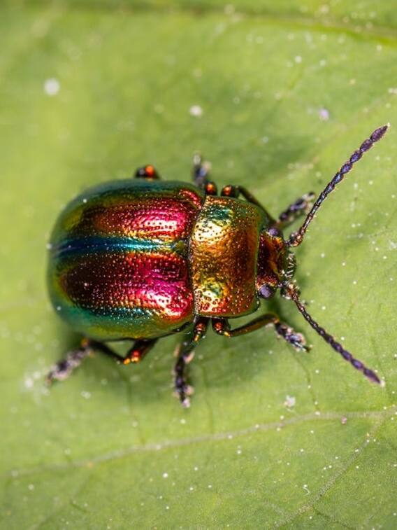 ये है दुनिया का सबसे महंगा कीड़ा, जानें क्या है कीमत