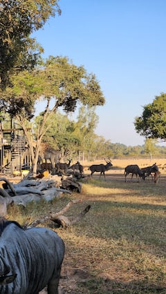 Team India Wild Life Tour:   జింబాబ్వేలో వైల్డ్ లైఫ్ టూర్ తో  రిలాక్స్ అవుతున్న టీమిండియా ఆటగాళ్లు