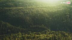 ये दुनिया का सबसे बड़ा और घना जंगल, धूप को भी पहुंचने में लगता है समय