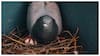 Pigeon Nest: ఇంట్లో పావురం గూడు కడితే మంచిదేనా? ఏం జరుగుతుంది?