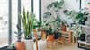 6 Easy To Maintain Indoor Plants That Can Elevate The Look And Feel Of Your Home