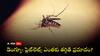 Dengue Fever: మెదడుపై మొదటి దాడి? భయానకంగా మారుతోన్న డెంగ్యూ - షాకింగ్ విషయాలు చెప్పిన డాక్టర్స్