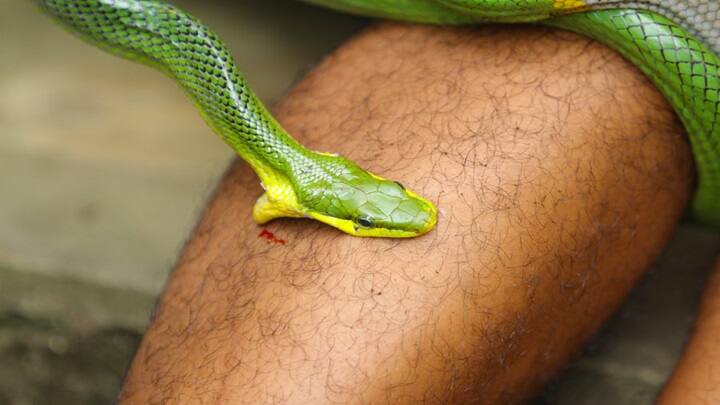Uttar Pradesh Man bitten by snake 6 times in 45 days survives supernaturally 45 நாள்களில் 6 முறை பாம்பு கடி.. உயிர் பிழைத்த 'அதிசய மனிதன்'.. உத்தர பிரதேசத்தில் விநோதம்!