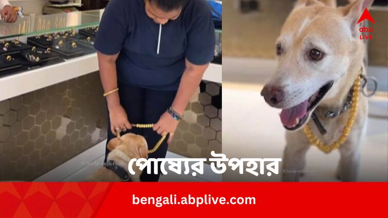 Viral Video Woman Gifted Gold Chain Worth 2.5 Lakh To Her Pet Dog Viral Video: আপন বলতে শুধু পোষ্য, তাকেই আড়াই লাখি সোনার হার উপহার দিলেন এই মহিলা, ভাইরাল ভিডিয়ো