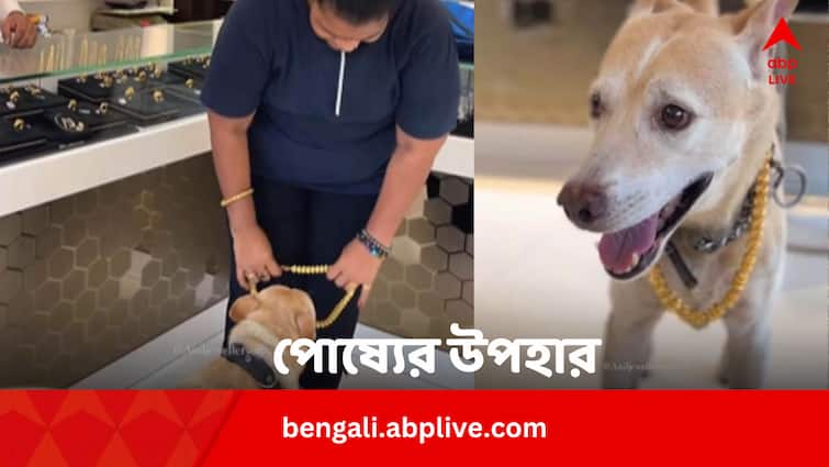 Viral Video Woman Gifted Gold Chain Worth 2.5 Lakh To Her Pet Dog