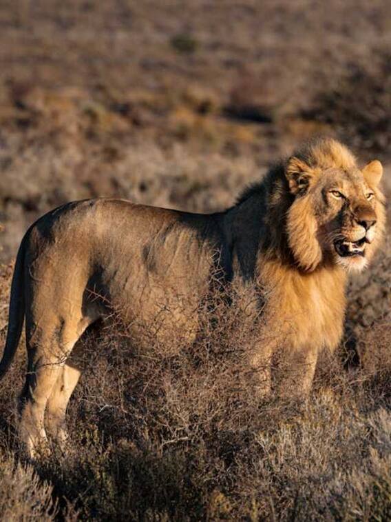 कितनी दूर तक सुनाई देती है शेर की दहाड़?