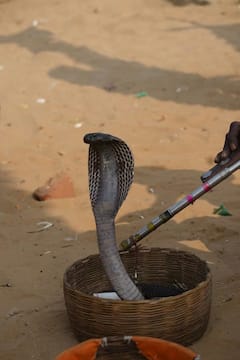 Longest Snake: ભારતમાં જોવા મળે છે પૃથ્વી પરનો સૌથી લાંબો સાપ,નામ સાંભળીને ચોંકી જશો