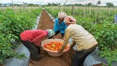 Tomato Farming: ટામેટાની ખેતીથી ખેડૂતો થઈ જશે માલામાલ, બસ આ વાતોનું રાખવું પડશે ધ્યાન