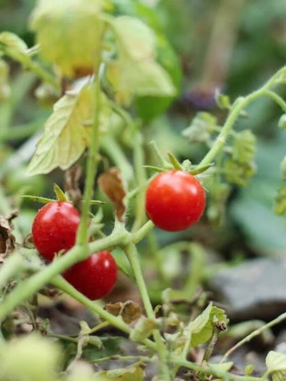 टमाटर की खेती कैसे कर सकते हैं किसान?