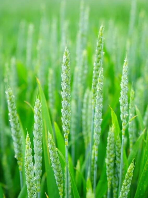 किसे कहते हैं सबसे ज्यादा मुनाफे वाली खेती?