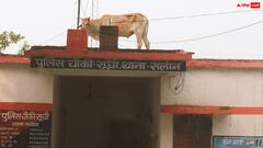 पुलिस थाने की छत पर चढ़कर सांड ने मांगा इंंसाफ... गजब की तस्वीर देख मजे लेने लगे लोग