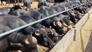 ਰੋਜ਼ਾਨਾ 2500 ਰੁਪਏ ਦਾ ਦੁੱਧ ਦੇਣ ਵਾਲੀ ਮੱਝ, ਮਾਲੋਮਾਲ ਹੋਇਆ ਕਿਸਾਨ, ਕੀਮਤ ਸੁਣ ਕੇ ਹੋ ਜਾਵੋਗੇ ਹੈਰਾਨ...