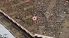 रेलवे की पटरियों के बीच तैरने लगीं मछलियां, मुंबई में भारी बारिश के बीच वायरल हो रहा वीडियो