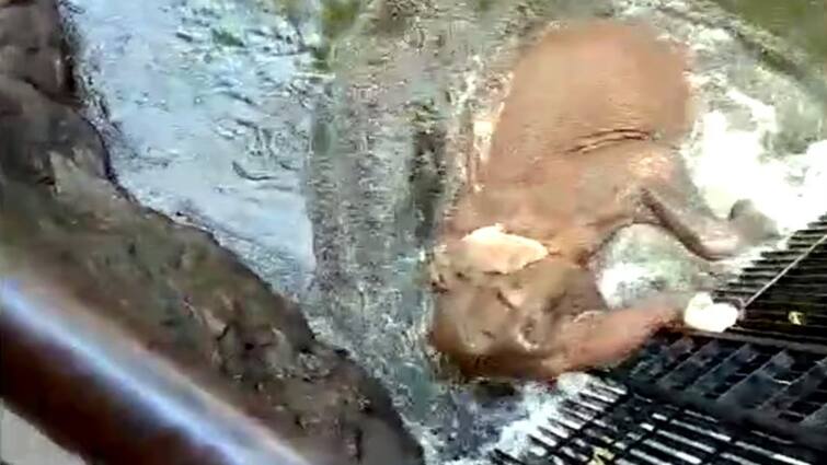 Rescue of a baby elephant that fell into a tunnel that supplies water to Tamil Nadu in Thekkady - TNN சுரங்க கால்வாயில் விழுந்த குட்டி யானை - தண்ணீரை நிறுத்தி  உயிருடன் மீட்ட தமிழக அதிகாரிகள்