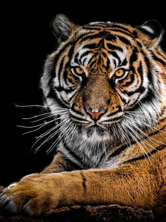 कितने तरह के होते हैं टाइगर?