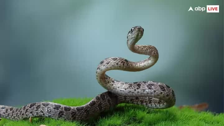 Longest Snake: સાપને પૃથ્વી પરનું સૌથી ઝેરી જાનવર માનવામાં આવે છે, પરંતુ શું તમે જાણો છો કે દુનિયાનો સૌથી લાંબો સાપ ભારતમાં જોવા મળે છે.