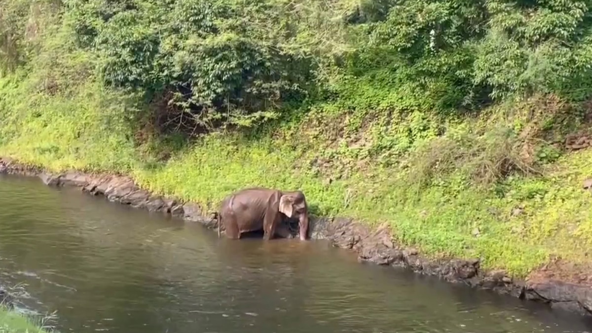 சுரங்க கால்வாயில் விழுந்த குட்டி யானை - தண்ணீரை நிறுத்தி  உயிருடன் மீட்ட தமிழக அதிகாரிகள்