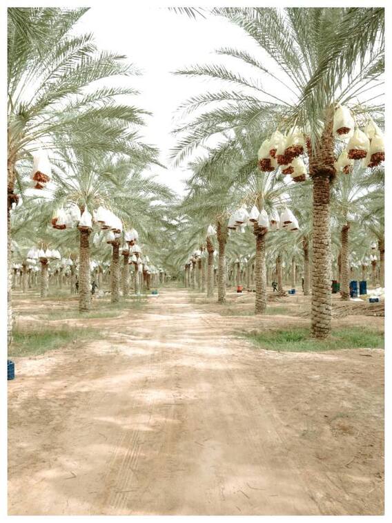 खजूर की खेती से आप होंगे मालामाल