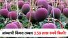 तब्बल 3.50 लाख रुपये किलोंचा आंबा, बागेत लावला CCTV; भारतातल्या 'या' आंब्याची जगभरात चर्चा!