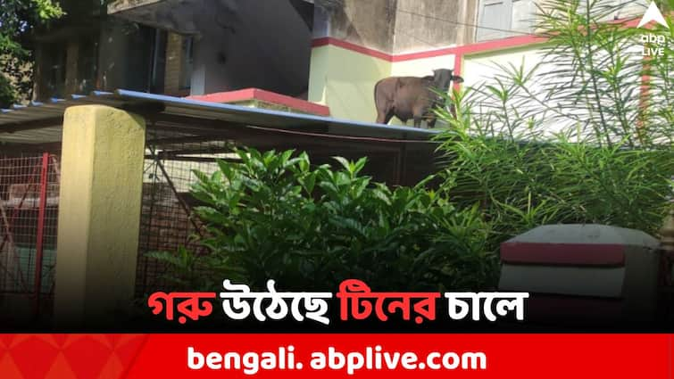 Cow in Roof of garage Durgapur Video viral in social media Viral Video: বাস্তবের গরু উঠল টিনের চালে ! দুর্গাপুরে, ভিডিয়ো ভাইরাল নেটদুনিয়ায়