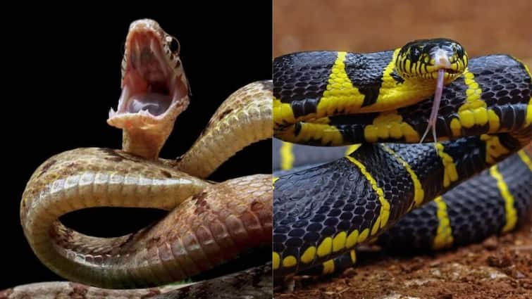 Man Tries To Smuggle Over 100 Live Snakes In His Trousers in China Viral News: ప్యాంట్‌లో 100 ప్యాములు, స్మగ్లింగ్‌ చేస్తూ రెడ్‌హ్యాండెడ్‌గా దొరికిపోయాడు