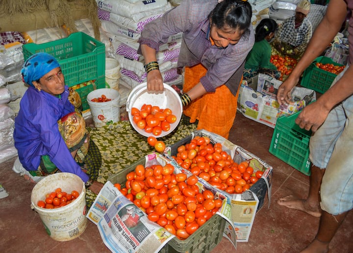 टमाटर की खेती में किसानों को अधिक मुनाफा होता है. प्रति हेक्टेयर 800-1200 क्विंटल उत्पादन संभव है, जिससे लागत से अधिक मुनाफा मिलता है। एक हेक्टेयर खेती से 15 लाख रुपये तक की कमाई हो सकती है.