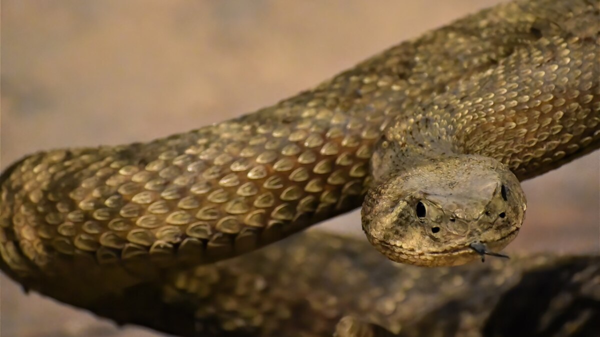 Bihar Woman Bitten By Snake, Husband Brings Reptile To Hospital Along ...