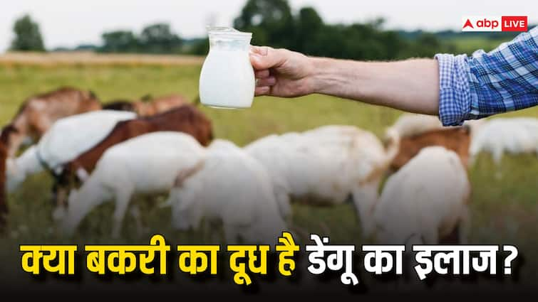 health tips goat milk beneficial in dengue or not  bakri ke doodh ke fayde in hindi Goat Milk In Dengue: क्या वाकई बकरी के दूध से ठीक हो जाता है डेंगू का मरीज? जानें सच्चाई