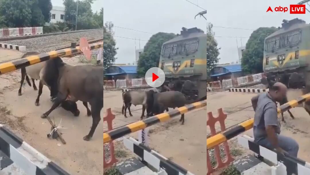 Video: रेलवे फाटक पर एक दूसरे से भिड़ गए सांड, तमाशे के बीच खड़ी रही ट्रेन- वीडियो वायरल Fight between two bulls at railway crossing stops goods train video goes viral Video: रेलवे फाटक पर एक दूसरे से भिड़ गए सांड, तमाशे के बीच खड़ी रही ट्रेन- वीडियो वायरल