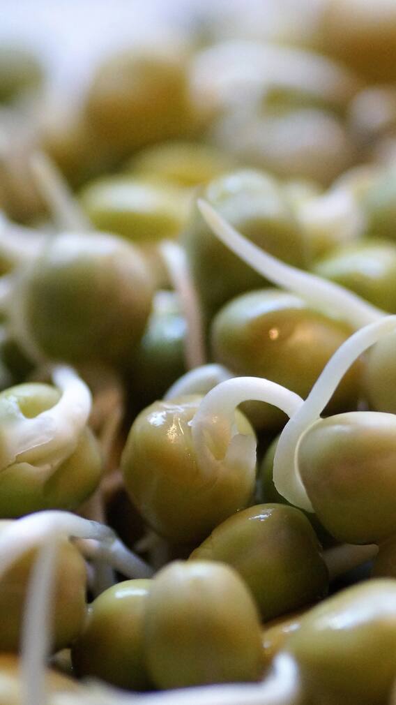 Health Benefits Of Sprouts For Digestion, Hair And More