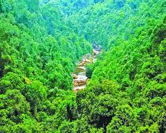 India Forest: ભારતમાં પાંચ ગાઢ જંગલ, જ્યાં રહે છે સૌથી ખતરનાક જાનવરો...